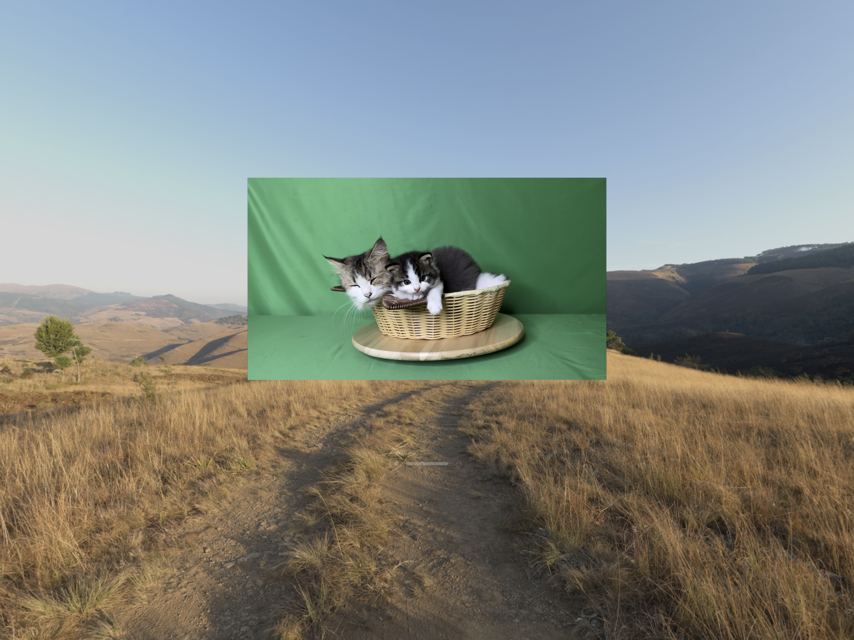 Spatial Cat Videos