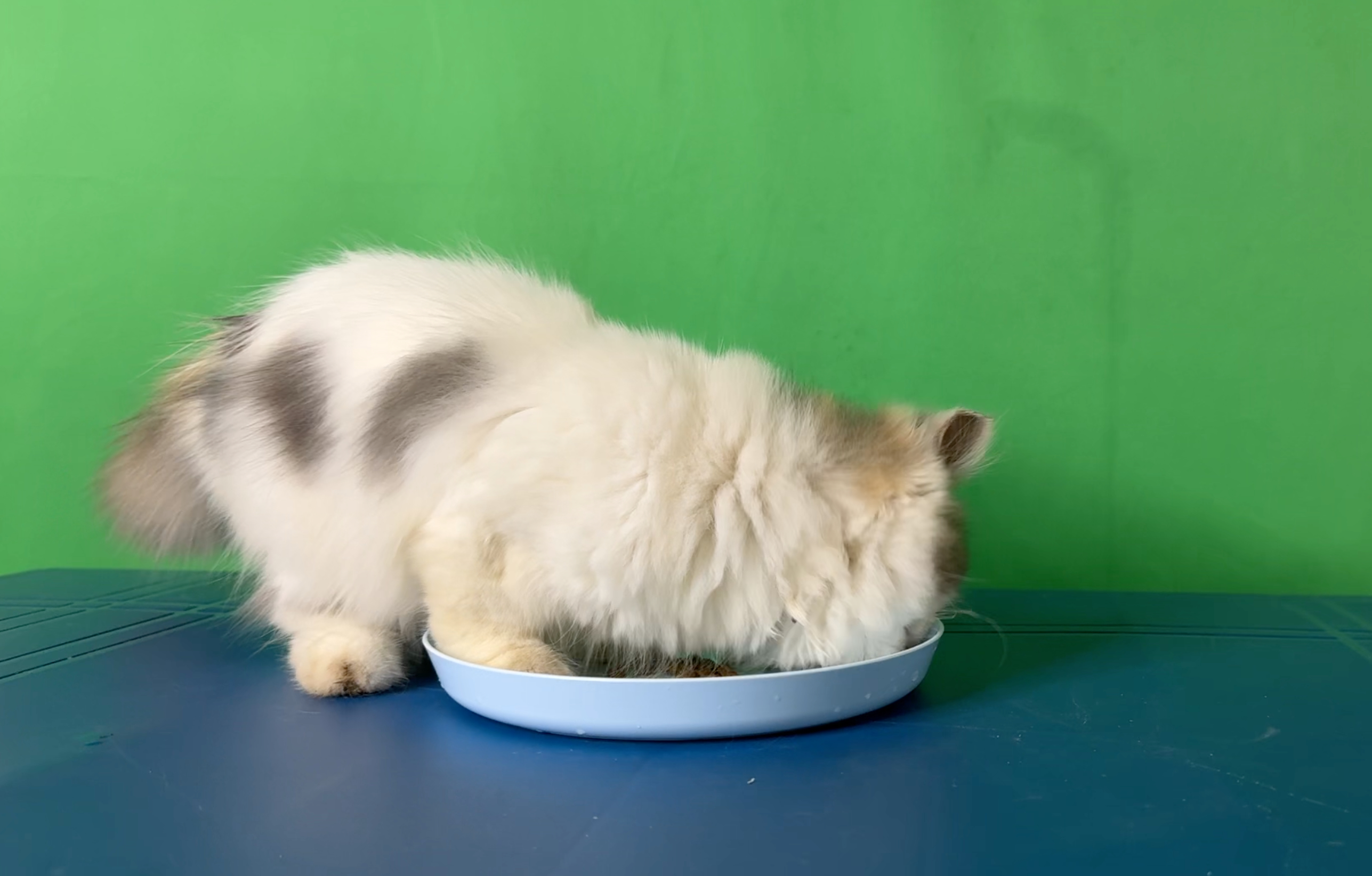 Spatial Cat Video