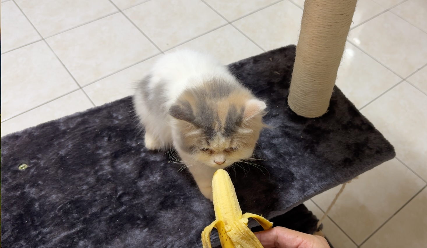 Spatial Cat Video Banana